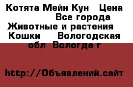 Котята Мейн Кун › Цена ­ 15 000 - Все города Животные и растения » Кошки   . Вологодская обл.,Вологда г.